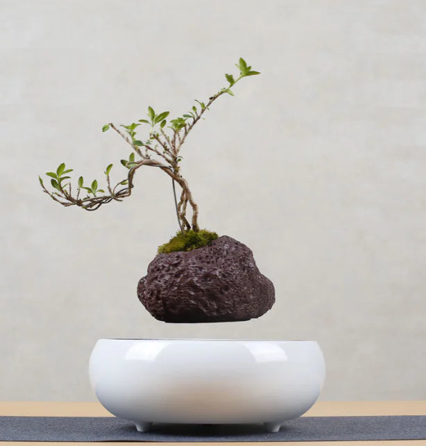 Levitating Poly-Flower Pot